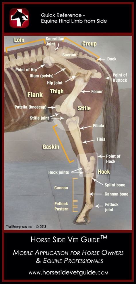 Equine Hind Limb Horse Health Horse Anatomy Horse Care