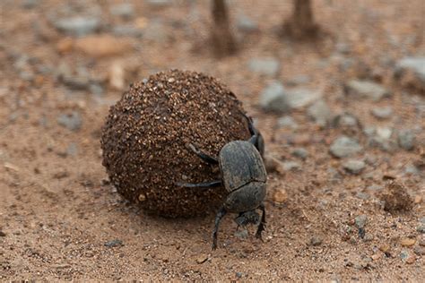 Discovering The Fascinating World Of Dung Beetles Africa Geographic