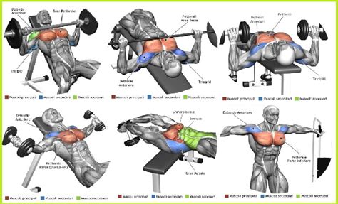 The Top 5 Chest Muscle Exercises Bodydulding