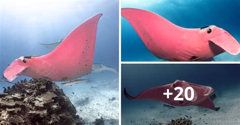 Scientists Baffled By Pink Manta Ray Spotted On Great Barrier Reef Video