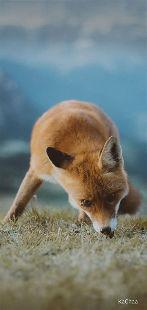 Pin By Akash Kumar On Wild Life Wallpaper Hd 720x1280 Fox Dog Wild