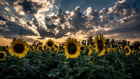 Download Wallpaper 1920x1080 Sunflower Field Flower Sunset Full Hd
