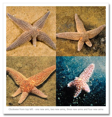 Forbes Sea Star Herb Segars Photography Blog