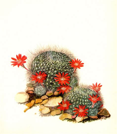 Vintage Cactus Print Botanical Print Red Crown Cactus Illustration Red