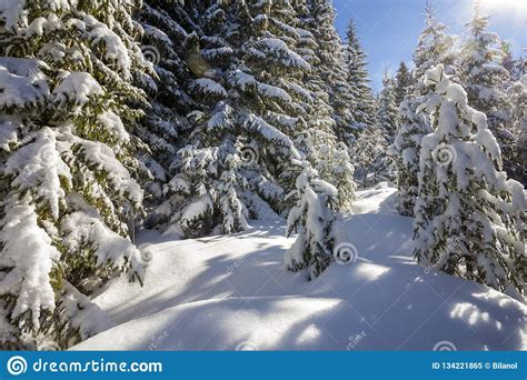 Beautiful Winter Landscape Tall Fir Trees Covered With