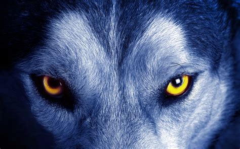 Animals Wolf Closeup Wallpapers Hd Desktop And Mobile Backgrounds