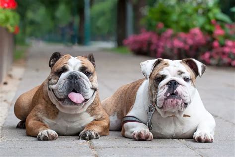 Can Bulldogs Mate Naturally Bulldog Mating Explained Simply