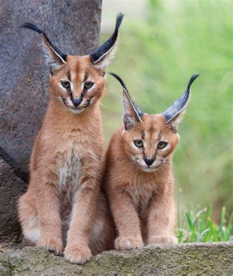 Caracals Caracal Kittens Animals Wild Caracal Cat