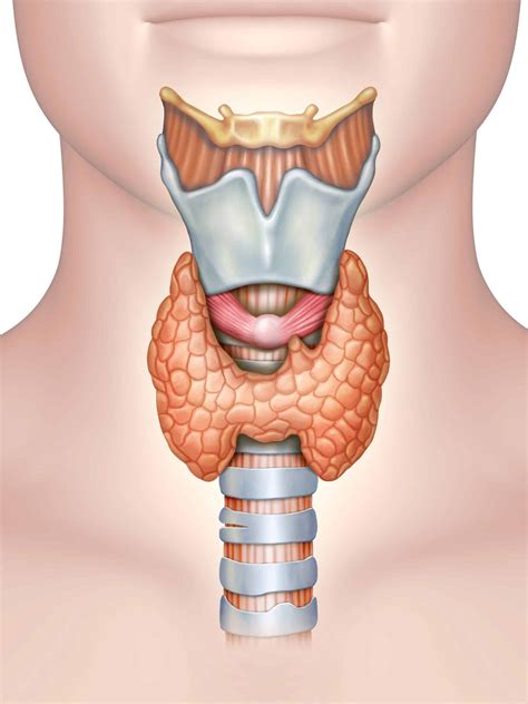 The Thyroid Gland Location Blood Supply TeachMeAnatomy