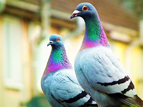 50 Most Beautiful Pigeon Photos