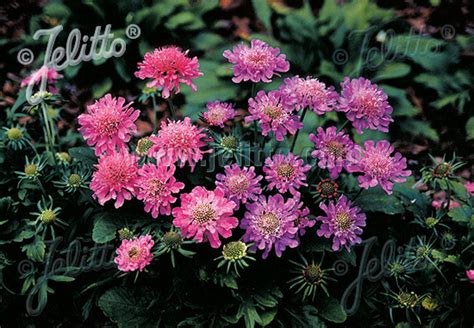 Jelitto Perennial Seed Scabiosa Columbaria Misty