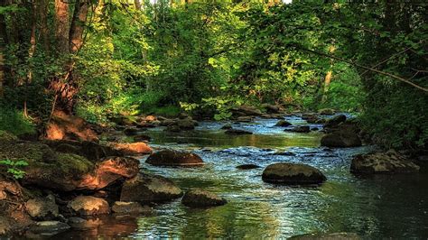 720p Free Download Forest Creek Forest Green Stones Stream Hd