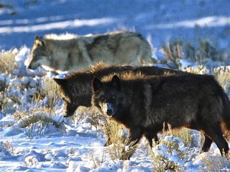 Gardiner Montana Tour Yellowstone Winter Wolf Watch