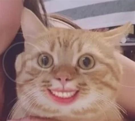 Cat Smiling With Human Mouth Meme Keep Meme