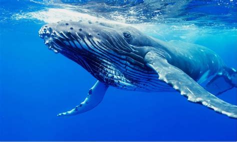 Humpback Whale Australia Liveaboard