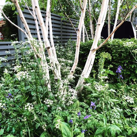 The 8 Best Perfect For Privacy Garden Trees Tuin Tuin Ideeën