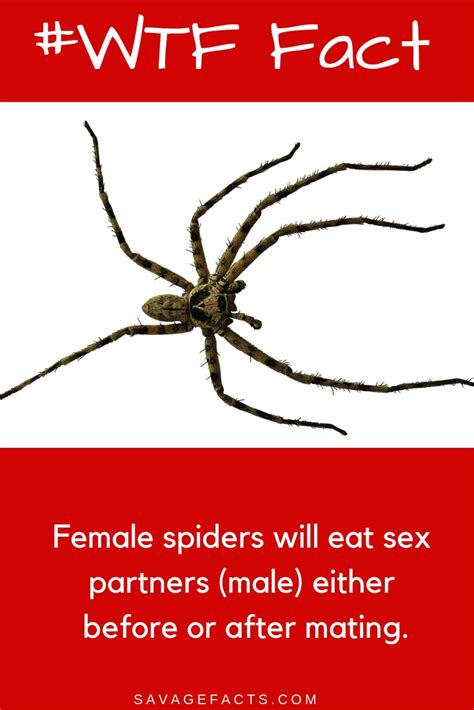 Amazing Facts About Spiders Spider Fact Spider Fun Facts