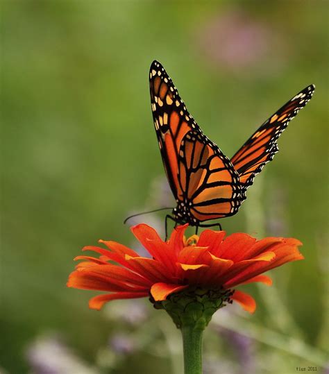 the monarch butterfly on flower by tigger3 caedes desktop wallpaper butterfly on flower