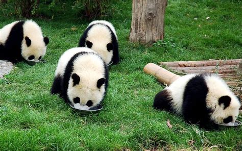 6 Top Places To See Giant Pandas In China 3 Panda Bases 3 Zoos