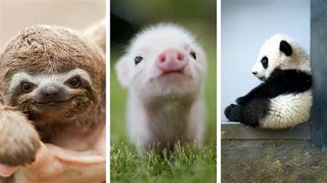 52 Ridiculously Cute Animals To Put A Smile On Your Face