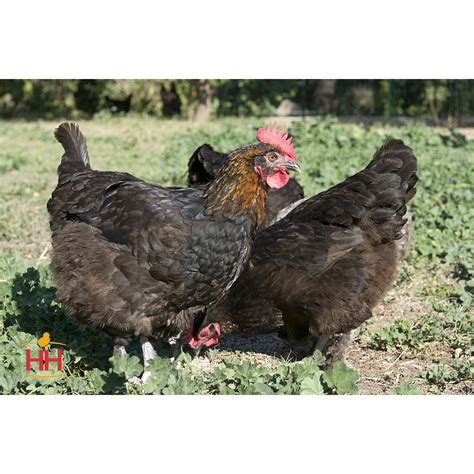 Murdochs Hoovers Hatchery French Black Copper Maran Pullet