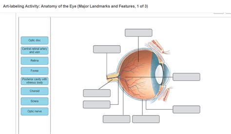 Solved Art Labeling Activity Anatomy Of The Eye Major