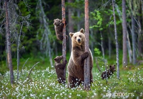 Fototapet Hun-bjørn og unger. brune bjørnebjørn klatrer et tre