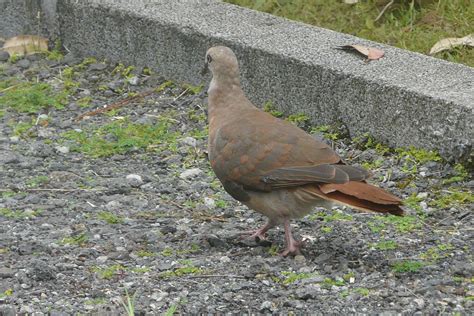 Details Pink Pigeon Birdguides