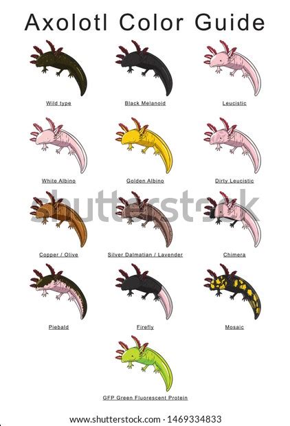 Colorful Axolotl Color Guide Info Image Vectorielle De Stock Libre