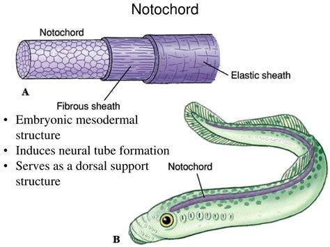 Ppt Phylum Chordata Powerpoint Presentation Free Download Id481618