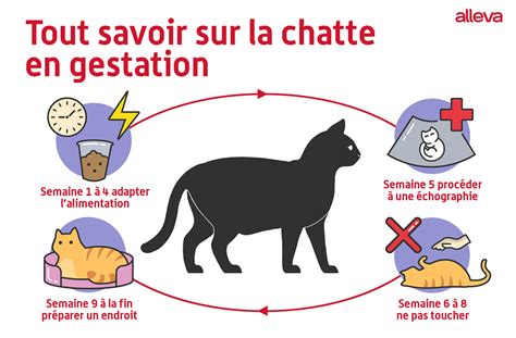 Tout Savoir Sur La Chatte En Gestation