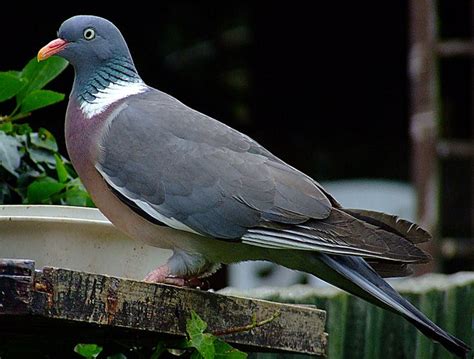 Woodpigeon Lots Of Them Around Us But They Dont Often Come In The