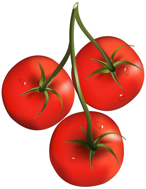 Three Tomatoes On Branch Png