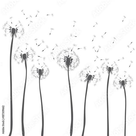 Dandelions Blowing Vector Illustration Of Dark Grey Silhouettes On