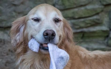 Why Do Dogs Love To Steal Your Dirty Laundry