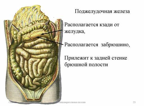 Поджелудочная железа диета печень Печень. Жёлчный пузырь. Поджелудочная железа. Селезёнка (занятие 3 Печень. Жёлчный пузырь. Поджелудочная железа. Селезёнка (занятие 3 Поджелудочная железа диета печень