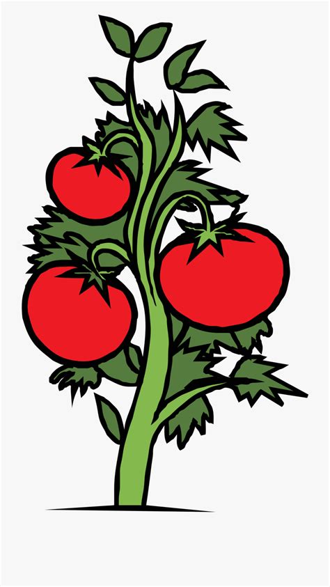 Tomato Plant Clip Art