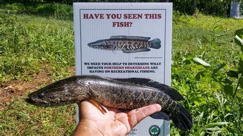 Authorities Urge People To Help Them Get Rid Of Invasive Fish That Can