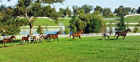 Horse Riding Lessons Kentucky Horse Farm Tours And Ky Stables