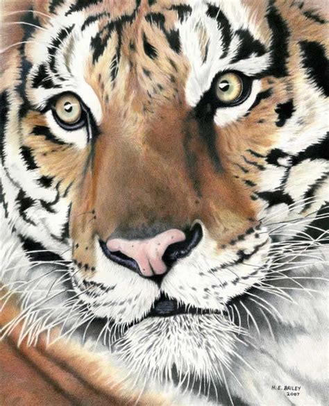 Amazing This Is Colored Pencil ~ Tiger Fine Art Drawing Big Cats