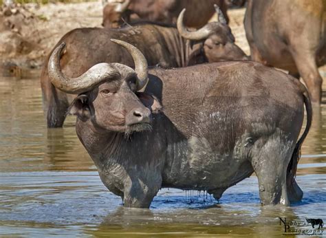 Cape Buffalo Facts Information Pictures And Video Learn More