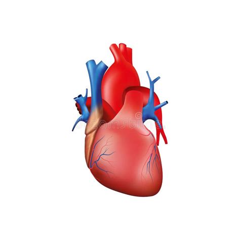 Human Heart Anatomy On White Background Stock Vector Illustration Of