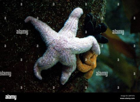 Ochre Sea Star Or Purple Sea Star Pisaster Ochraceus Is A Carnivore