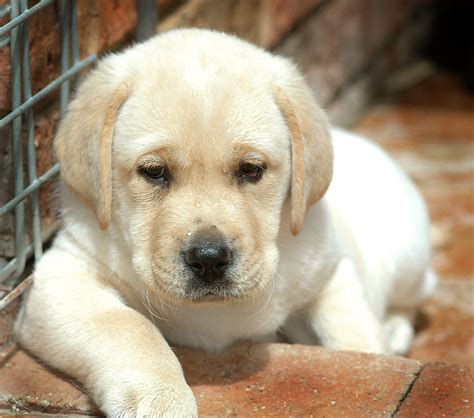 Pictures Of Different Puppies Dog Breeders Guide