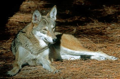 Red Wolf Canis Rufus Photograph By Millard H Sharp
