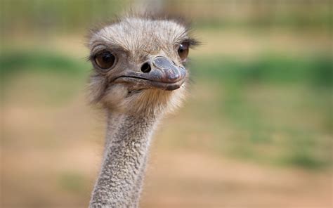 Ostriches 1080p 2k 4k Hd Wallpapers Backgrounds Free Download
