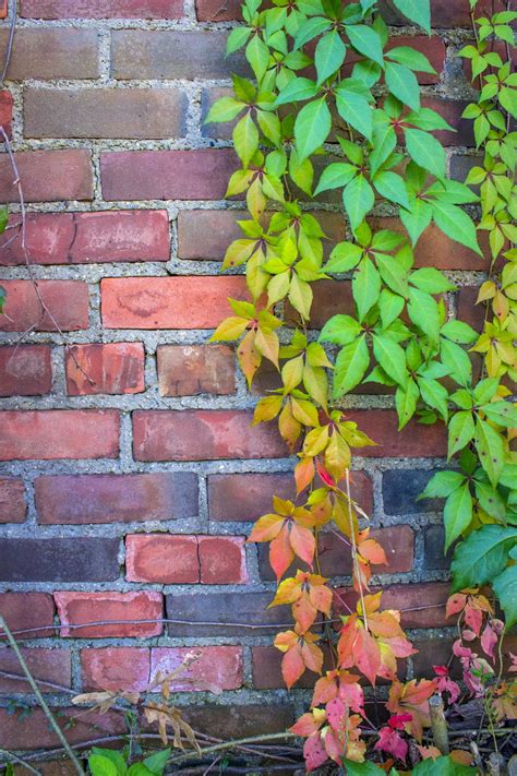 A Vine Of Leaves Growing Up A Brick Wall In A Rainbow Colored Formation