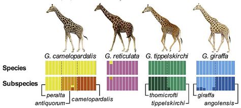 Four Distinct Species Of Giraffe Not Just One Identified By