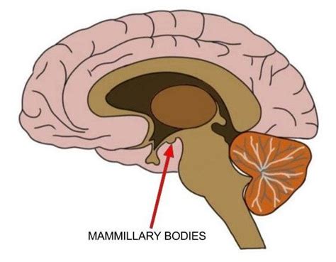 Know Your Brain Mammillary Bodies