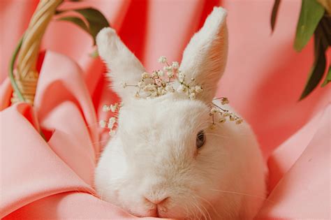 White Rabbit On Pink Textile · Free Stock Photo